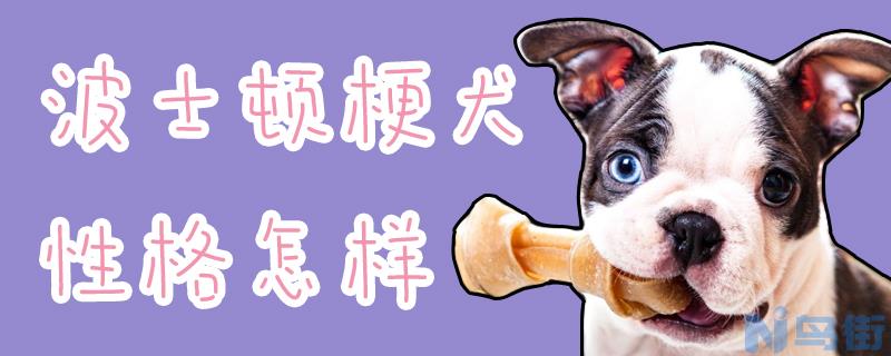 波士顿梗犬性格怎样？