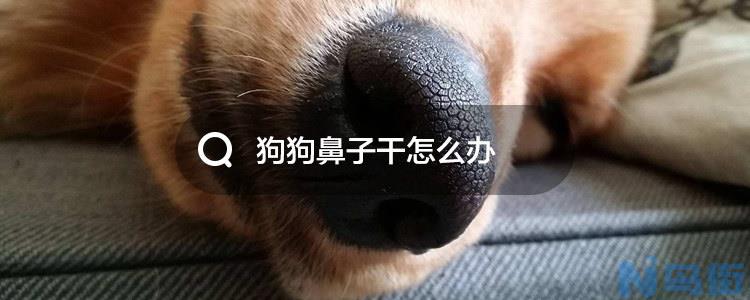 狗鼻子干怎么办？