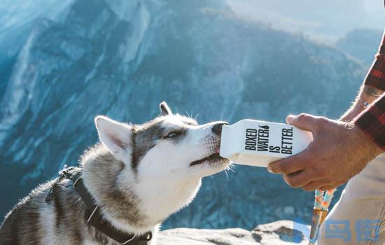 茶杯俊介犬好养吗？