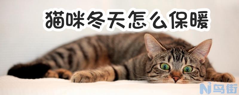 猫咪冬天怎么保暖？