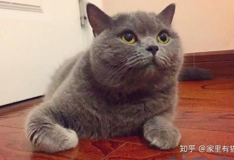 英短蓝猫的智商高吗？