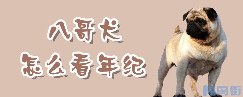 八哥犬怎么看年纪？