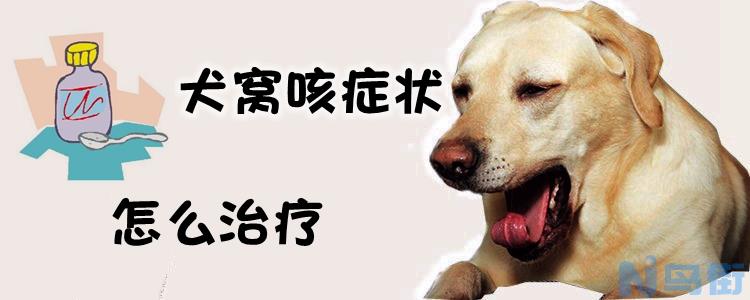 犬窝咳症状怎么治疗？