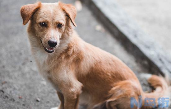 不属于禁养犬种的大型犬？