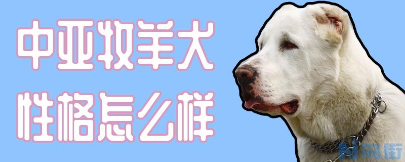 中亚牧羊犬性格怎么样？