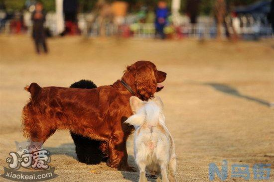 田野小猎犬怎么剪指甲？