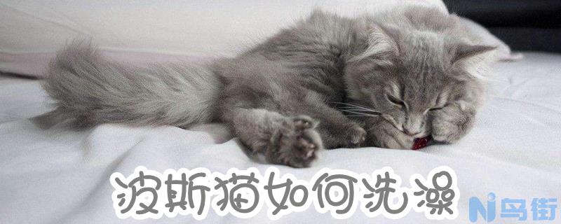 波斯猫如何洗澡？