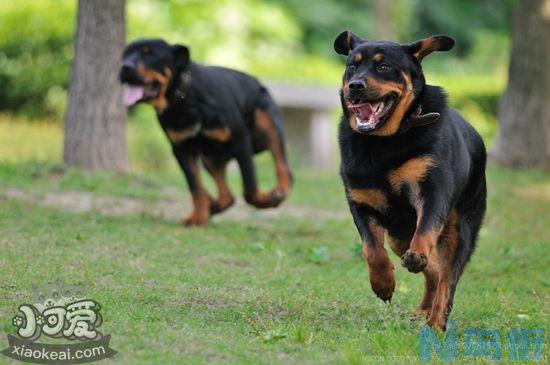 罗威纳犬怎么训练看家？