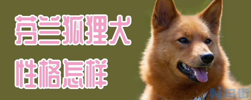 芬兰狐狸犬性格怎样？