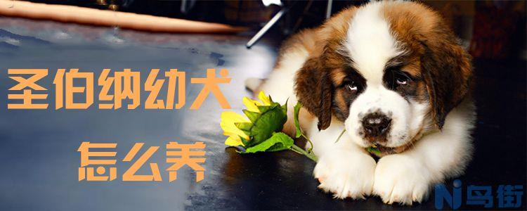 圣伯纳幼犬怎么养？