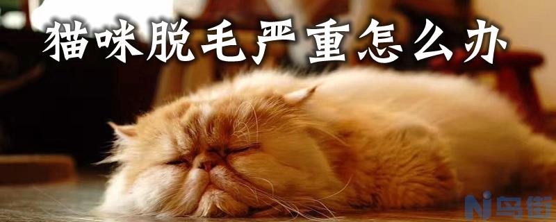 猫咪脱毛严重怎么办？