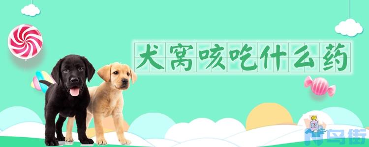 犬窝咳吃什么药？