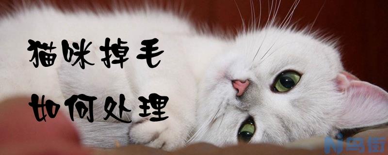 猫咪掉毛如何处理？