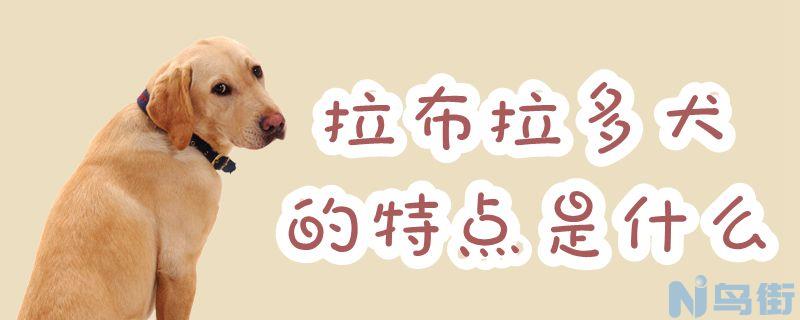 拉布拉多犬的特点是什么？