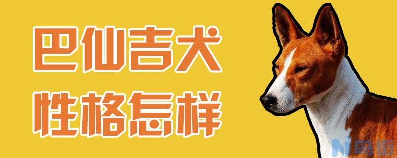 巴仙吉犬性格怎样？