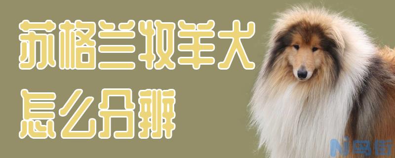 苏格兰牧羊犬怎么分辨？