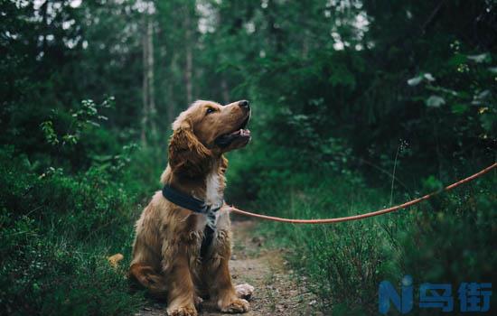 英斗犬会忘记主人吗？