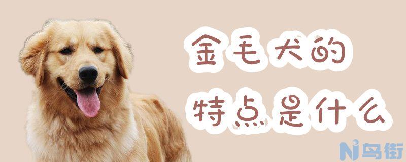 金毛犬的特点是什么？