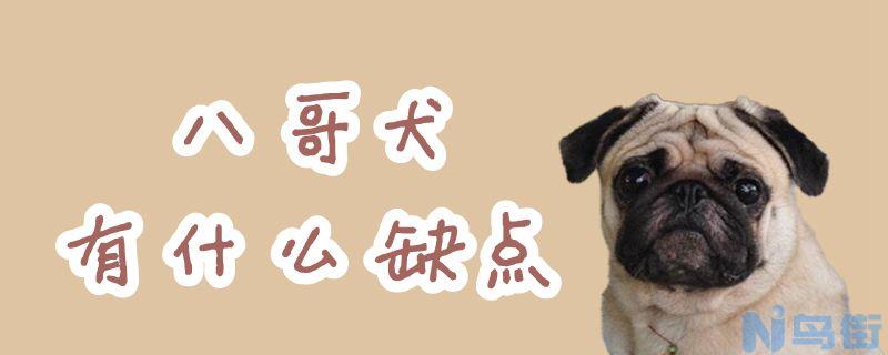 八哥犬有什么缺点？