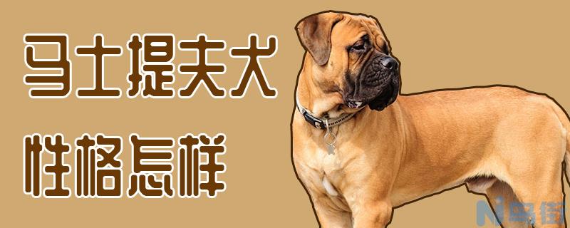 马士提夫犬性格怎样？