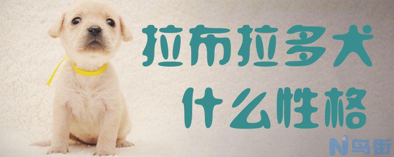 拉布拉多犬什么性格？