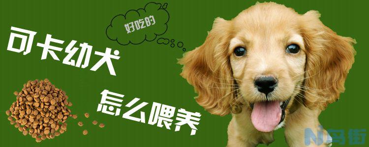 可卡幼犬怎么喂养？