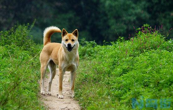 英斗犬怕冷吗?？