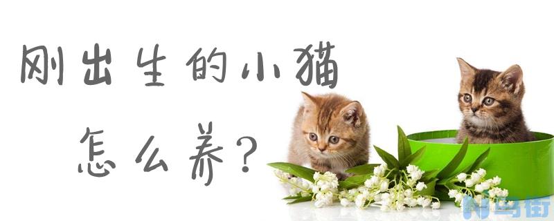 刚出生的小猫怎么养？