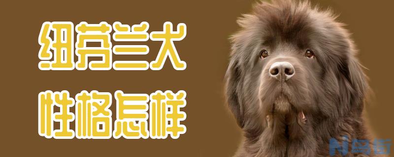 纽芬兰犬性格怎样？