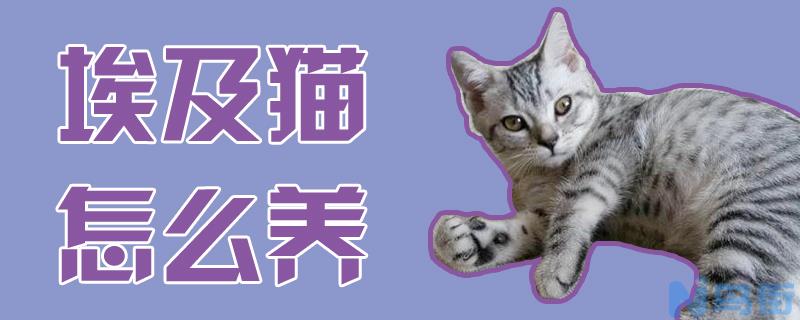 埃及猫怎么养？