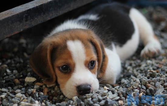 英国斗牛犬怎么除臭？