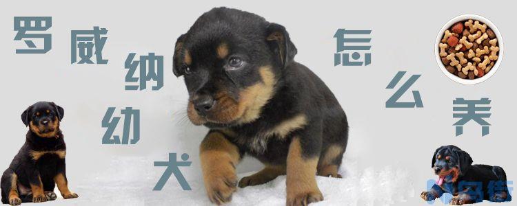 罗威纳幼犬怎么养？