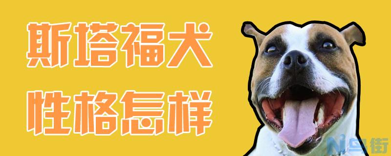 斯塔福犬性格怎样？