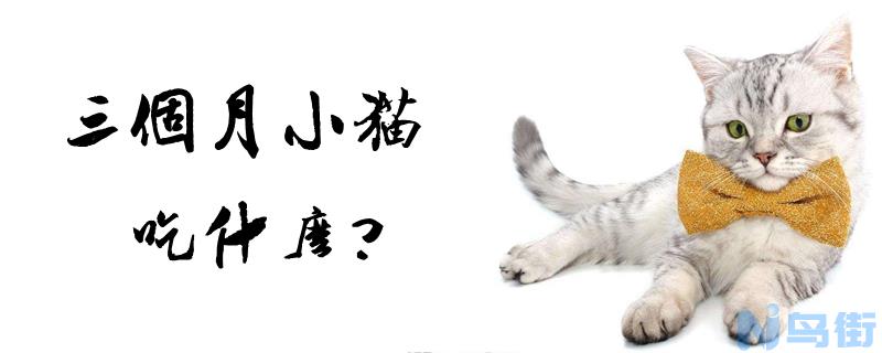 三个月小猫吃什么？