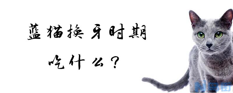 蓝猫换牙时期吃什么？