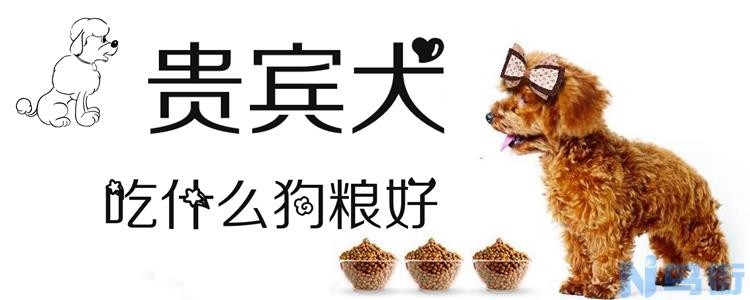 贵宾犬吃什么狗粮好？