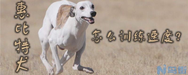 惠比特犬怎么训练速度？