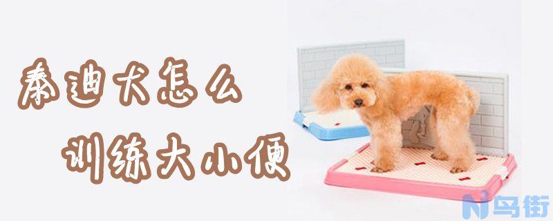 泰迪犬怎么训练大小便？