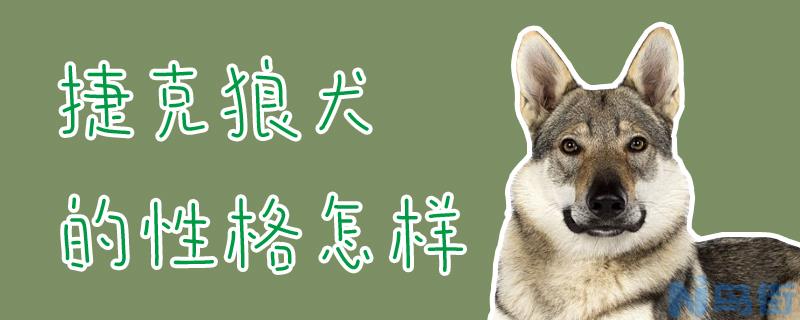 捷克狼犬的性格怎样？