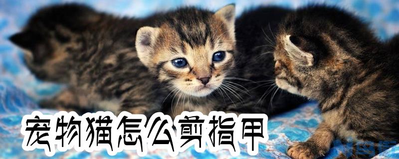 宠物猫怎么剪指甲？