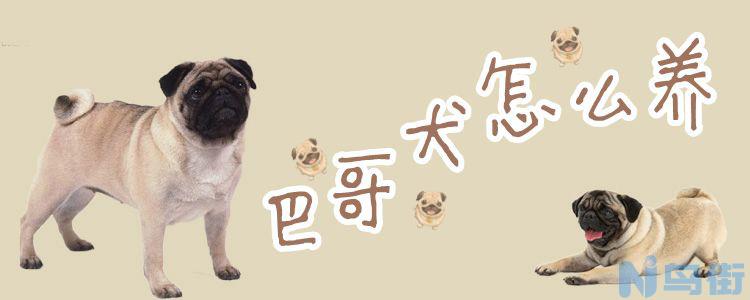 巴哥犬怎么养？