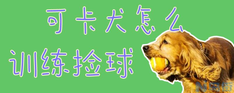 可卡犬怎么训练捡球？