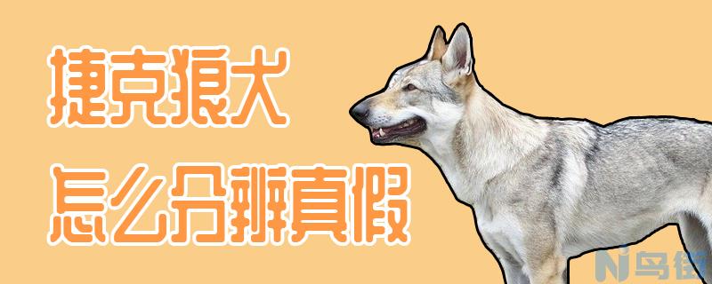 捷克狼犬怎么分辨真假？