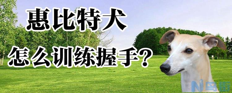 惠比特犬怎么训练握手？