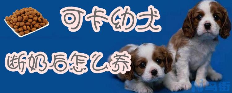 可卡幼犬断奶后怎么养？