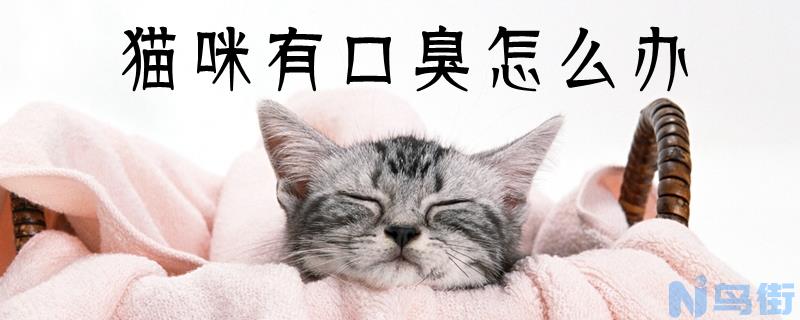 猫咪有口臭怎么办？