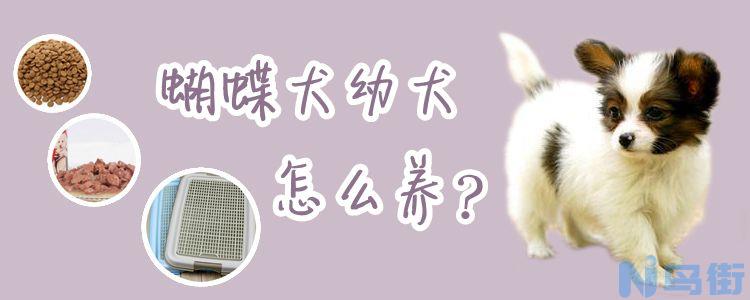 蝴蝶犬幼犬怎么养？