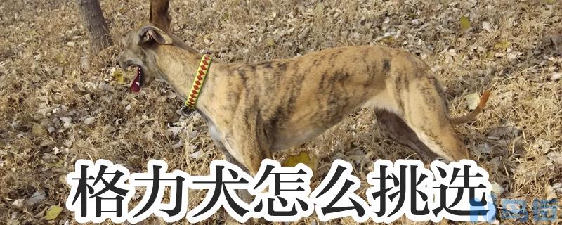 格力犬怎么挑选？