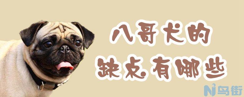 八哥犬的缺点有哪些？