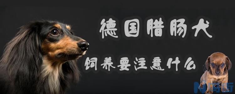 德国腊肠犬饲养要注意什么？